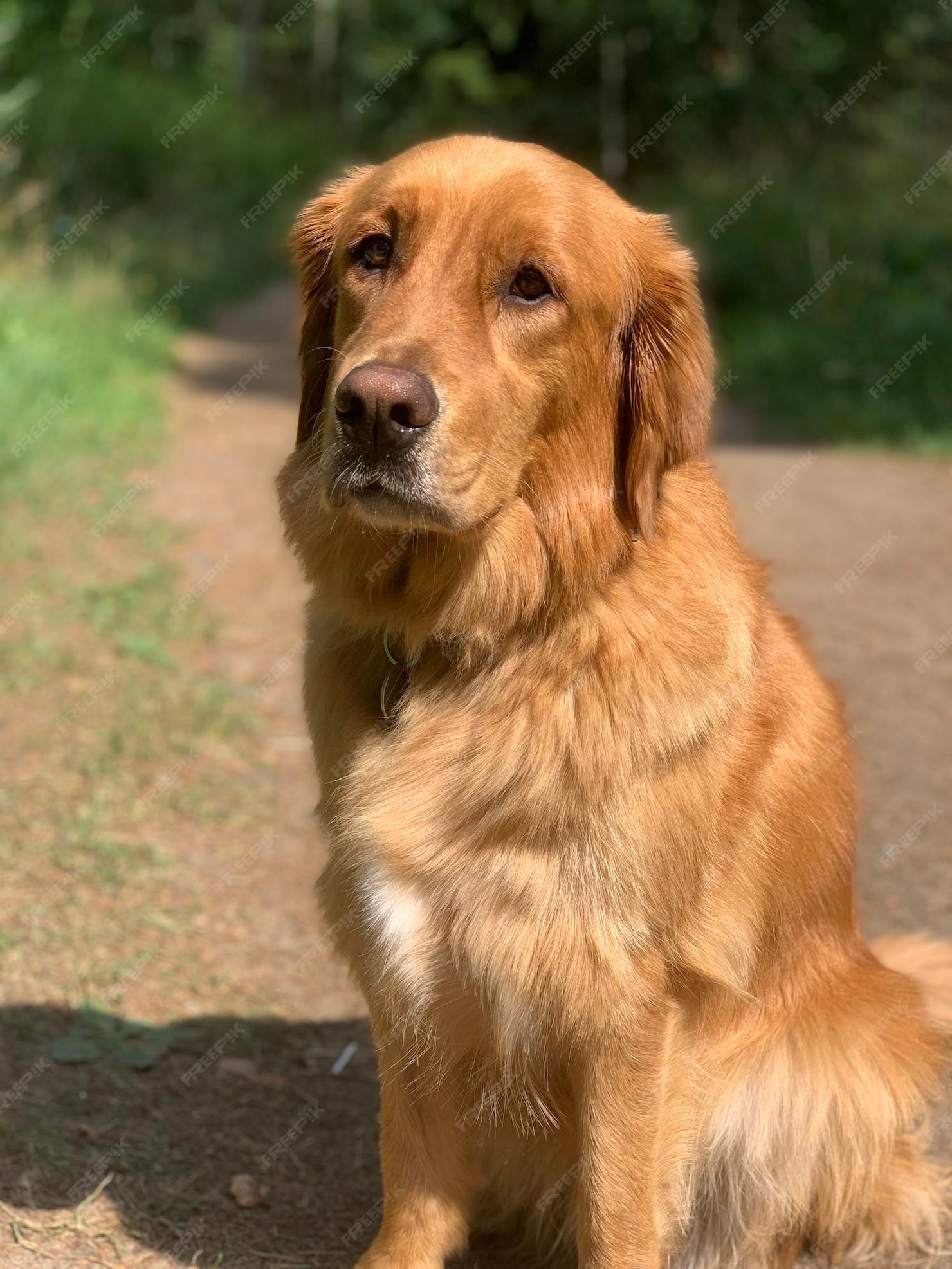 Premium Photo Red american golden retriever sits on a path and coat
