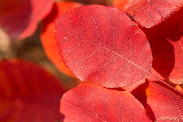 写真 赤とオレンジの紅葉の背景