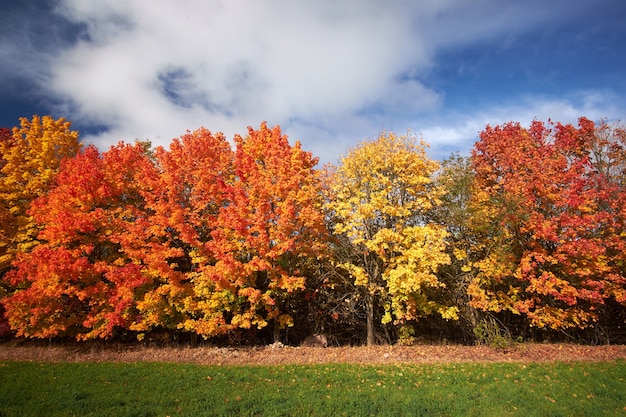 Фото Красные и желтые осенние деревья на фоне голубого неба