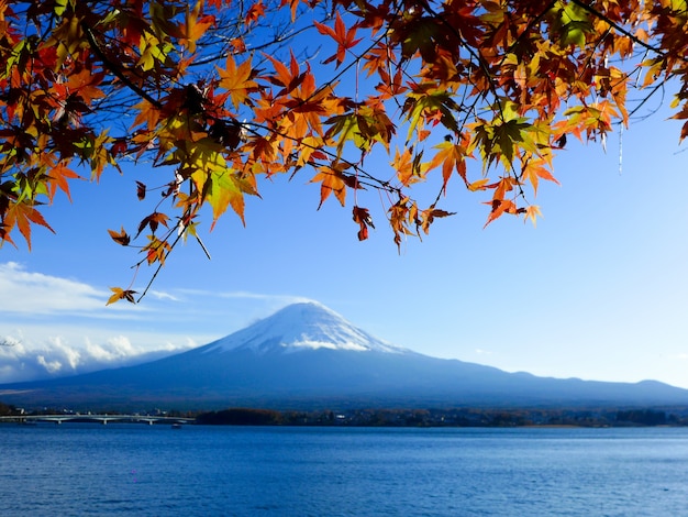 Красные и желтые кленовые листья на горе фудзи, озеро кавагутико, япония