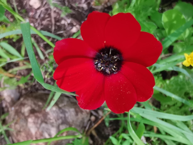 自然の中の赤いアネモネ冠状花