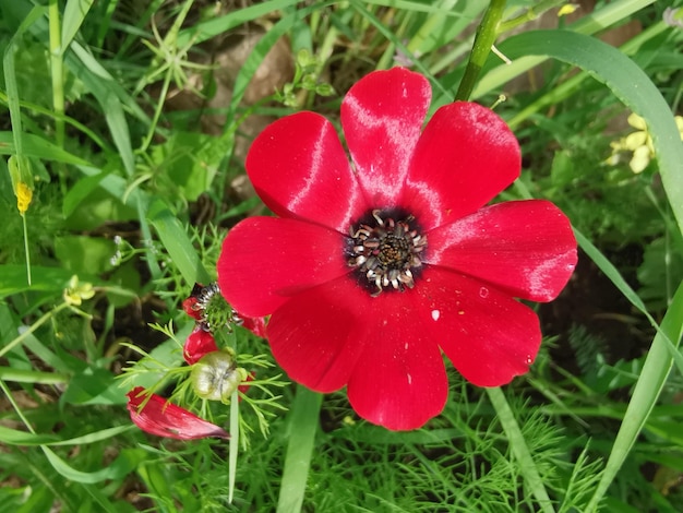 自然の中の赤いアネモネ冠状花