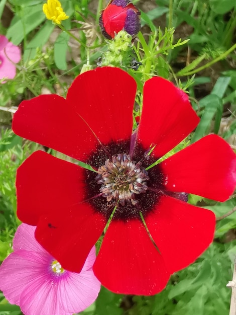 赤いアネモネ冠状花