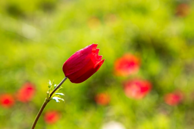 自然の中の赤いアネモネの花