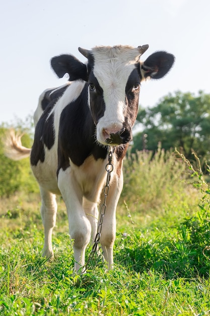 Red angus vaars portret foto blauwe hemel achtergrond