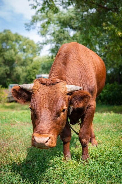 Foto red angus vaars portret foto blauwe hemel achtergrond