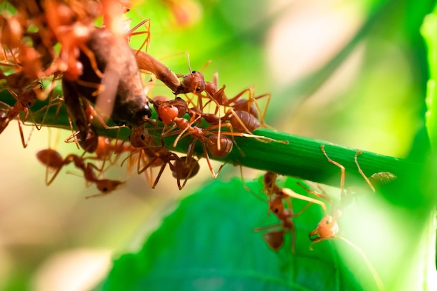 Red ant action helping for food on the branch big tree in garden among green leaves blur background selective eye focus and black backgound macro