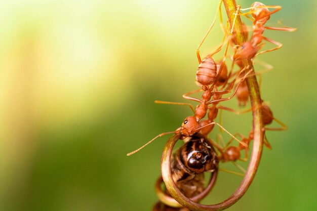 Red ant action helping for food on the branch big tree in garden among green leaves blur background selective eye focus and black backgound macro