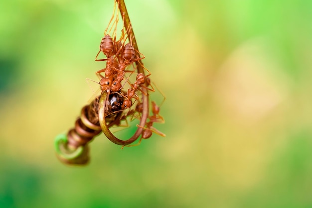 Red ant action helping for food on the branch big tree in garden among green leaves blur background selective eye focus and black backgound macro