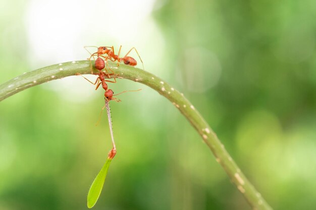 Red ant action helping for food on the branch big tree in garden among green leaves blur background selective eye focus and black backgound macro