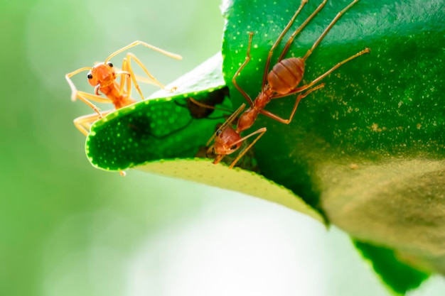 Red ant ant action team lavora per costruire un nestant su foglia verde in giardino tra foglie verdi sfocatura dello sfondo messa a fuoco selettiva degli occhi e macro sfondo nero