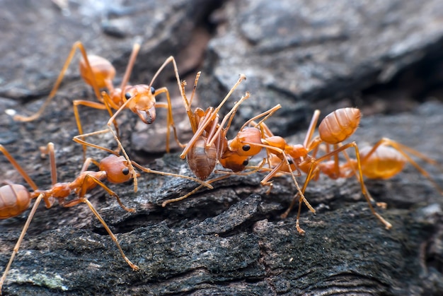 Red ant carrying food.