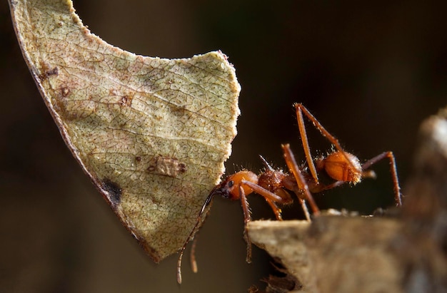 Red ant carrying leaf fragment to the anthill