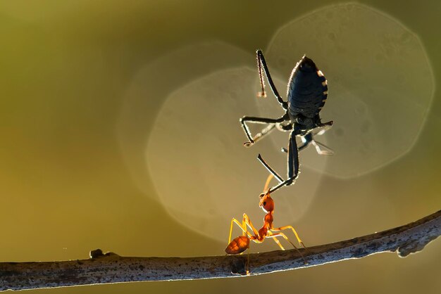 Photo red ant eating bee on branch