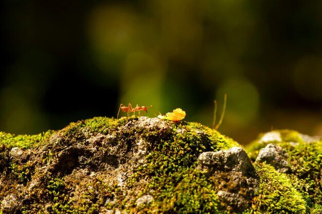 A red ant feeding on green grass selected focus