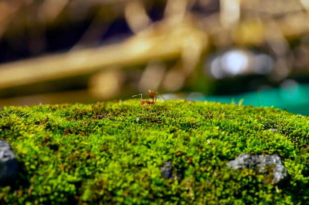 녹색 잔디에 있는 붉은 개미가 초점을 선택했습니다.