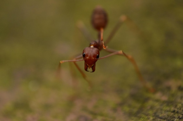 Photo a red ant is on a green surface