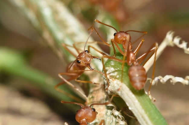 Red ant on leaf Macro view