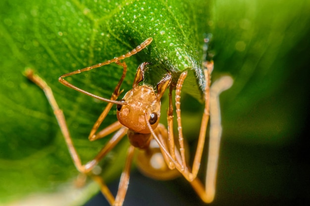 Red ant on leaf 