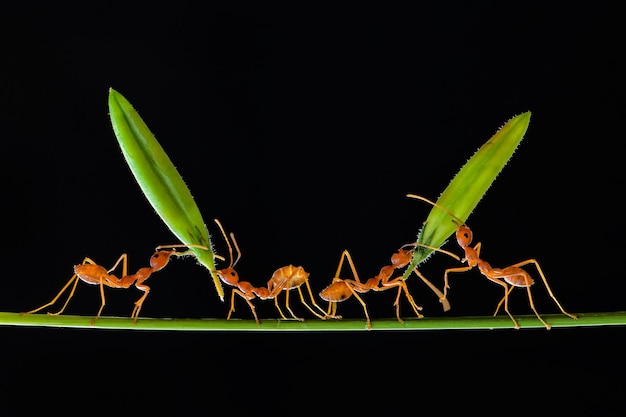 red ant lifting flower