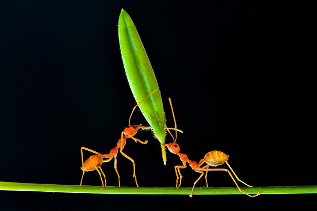 red ant lifting flower