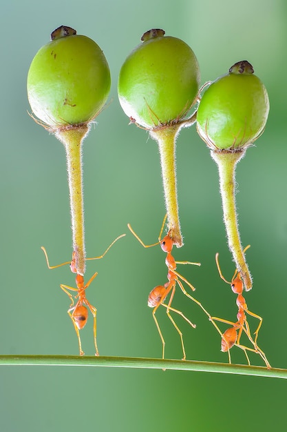 красный муравей поднимающий цветок