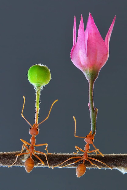 Fiore di sollevamento della formica rossa