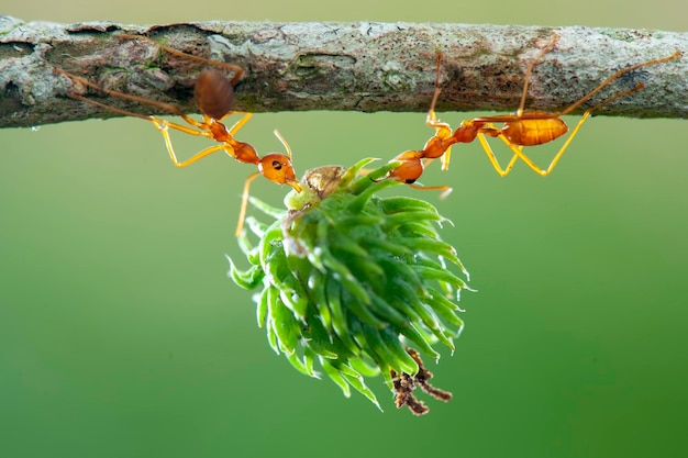 Photo red ant  lifting, strong ant