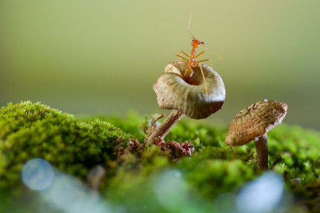 トロピカルガーデンキノコの壁紙のキノコの赤い蟻