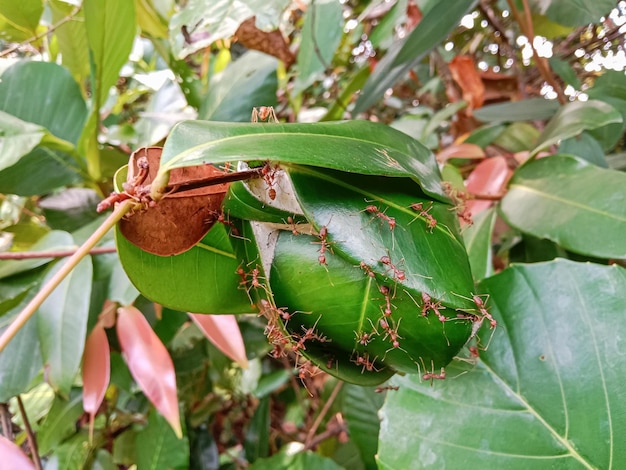 Red ant nest in made by tree leaves ant nest with a lot of red ant that build nest