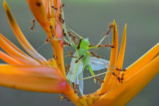 red ant prey grasshopper