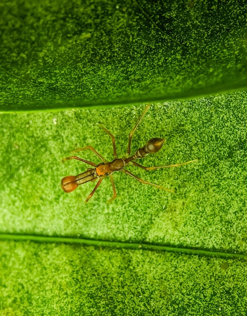 写真 葉の上を歩く赤いアリのクモ myrmarachne plataleoides