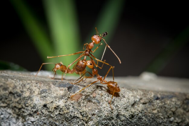 Foto il lavoro di squadra di red ant