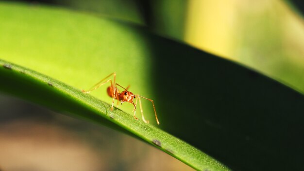 Red ant on the tree