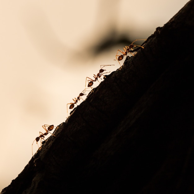 Red ant on the tree