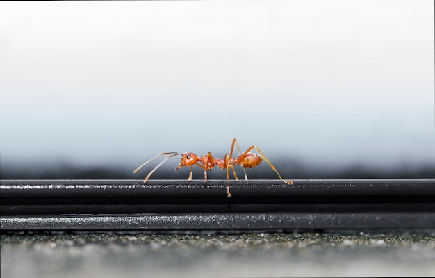 Red ant walking on the parapet.