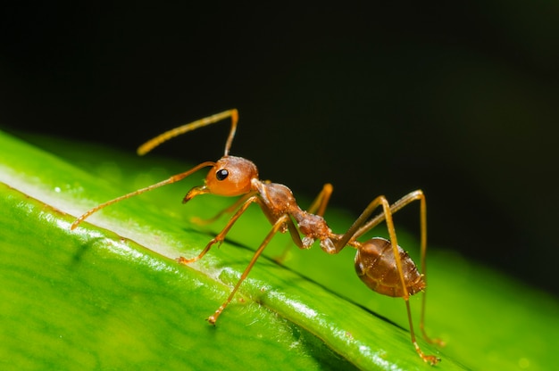 Red ant walking