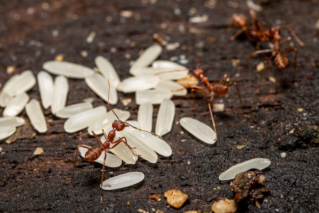 Photo red ant with rice