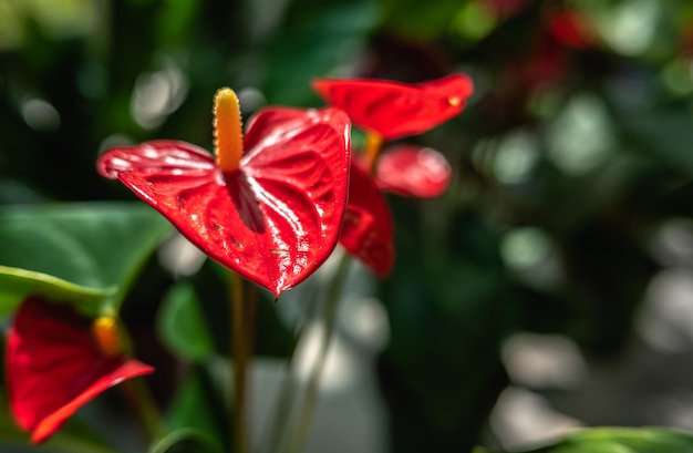 Red Anthurium Andre flower in nature