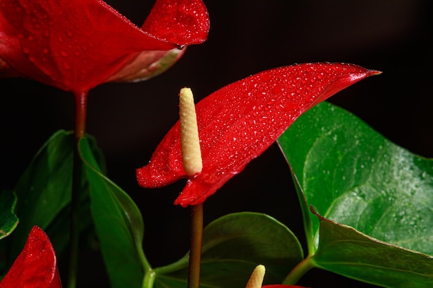 The red anthurium flower is the flamingo flower