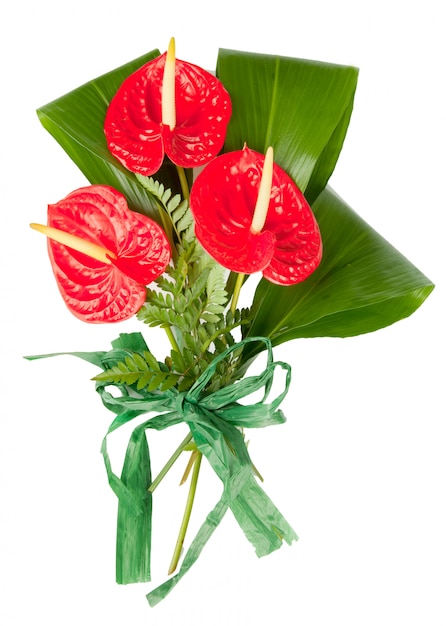 Red anthurium flower