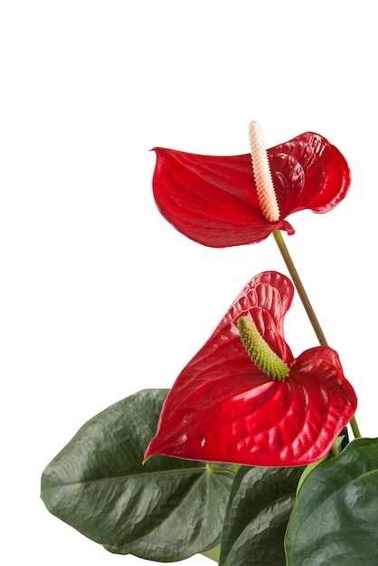 Red anthurium flowers isolated on white