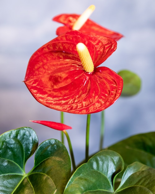 Photo red anthurium laceleaf flower close up