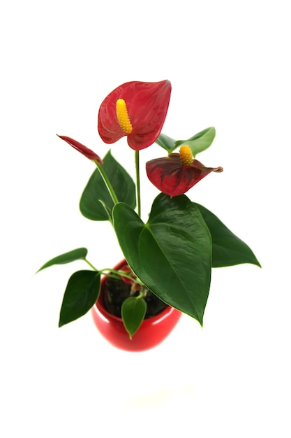 Photo red anthurium laceleaf flower plant in pot isolated on a white surface general common names anthurium tailflower laceleaf flamingo flower