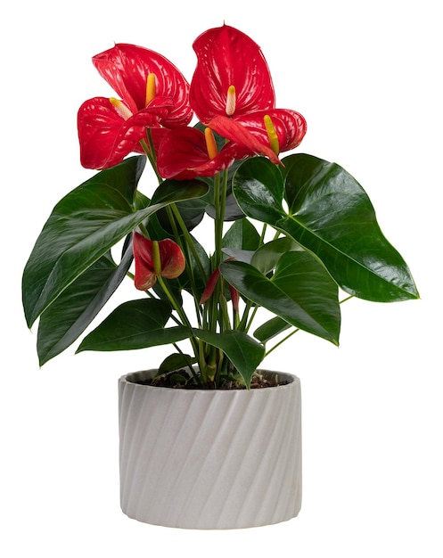 회색 비에 은 anthurium 식물 png 모형