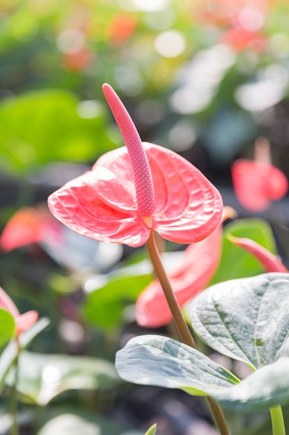 Red anthurium plants