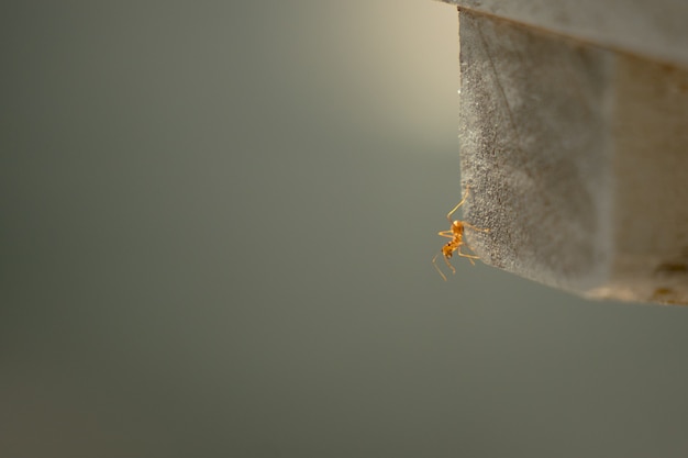 Red ants are climbing on the rock at the forest.