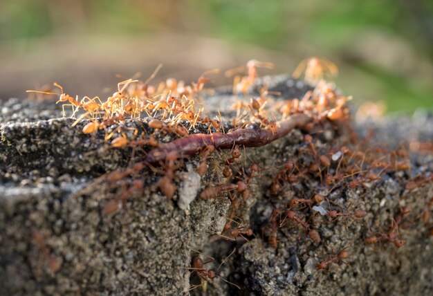 Red ants are dragging earthworms back to their nests