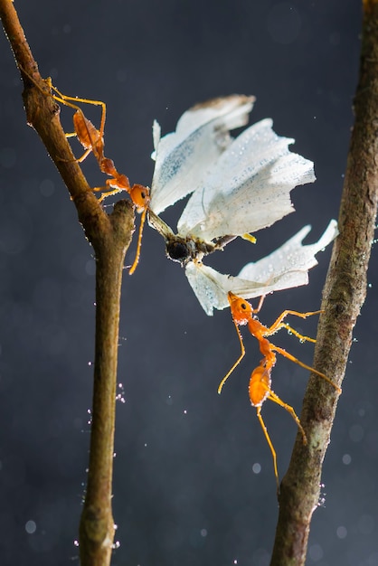 red ants are eating on a green and black background