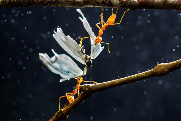 red ants are eating on a green and black background